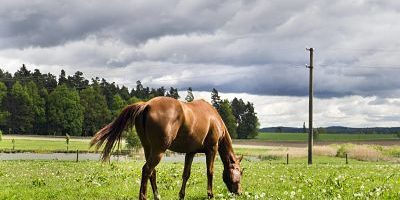 South Bohemia field meadow sky clouds cloudy green blue colour grazing horse browse May 9 South Bohemia, field, meadow, sky, clouds, cloudy, green, blue colour, grazing horse, browse, May 9, 2014 (CTKxPhoto/LiborxSojka) CTKPhotoOF201405280390701 PUBLICATIONxINxGERxSUIxAUTxONLY South Bohemia Field Meadow Sky Clouds Cloudy Green Blue Colour grazing Horse browse May 9 2014 CTKxPhoto PUBLICATIONxINxGERxSUIxAUTxONLY