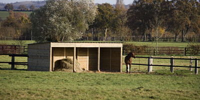 2014-09-29_opt Bildnummer: 60498623 Datum: 17.11.2006 Copyright: imago/Anka Agency International French Trotter, Male near Horse Shelter in Paddock, Normandy PUBLICATIONxINxGERxSUIxAUTxONLY xns x0x French Trotter, männlich Near Pferd Shelter in Paddock, Normandie xcb 2006 quer AAI Gerard Lacz Adult Erwachsene Tier Tiere Domestic Säugetier Säugetiere Equidae Equus ferus caballus Equus ferus caballus Europa Europäische Frankreich French Normandie Trotter trotters Pferd Pferde Full length Full lengths herbivore Pflanzenfresser herbivorous Landschaft Landschaften männlich Männchen One animal One Outdoor outdoors ungulate ungulates Pferdekoppel Pferdekoppeln Feld Felder Wiese Wiesen Frontansicht Vorderansichten Shelter Unterschlupfe Stall Ställe No people 60498623 Date 17 11 2006 Copyright Imago Anka Agency International French Trotter Male Near Horse Shelter in Paddock Normandy PUBLICATIONxINxGERxSUIxAUTxONLY xns x0x French Trotter male Near Horse Shelter in Paddock Normandy 2006 horizontal AAI Gerard LacZ Adult Adults Animal Animals Domestic Mammal Mammals Equidae Equus ferus caballus Equus ferus caballus Europe European France French Normandy Trotter trotters Horse Horses Full length Full lengths herbivore Herbivores herbivorous Landscape Landscapes male Males One Animal One Outdoor outdoors ungulate ungulates Paddock Paddocks Field Fields Meadow Meadows Front view Front views Shelter Shelters Stable Stables No Celebrities