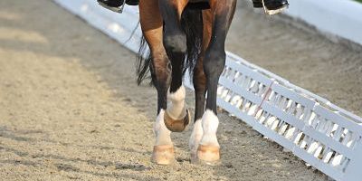 2014-10-04_opt Bildnummer: 10543418 Datum: 26.04.2012 Copyright: imago/M&K Jungpferde-Grand Prix, Qualifikation zum Luidors-Preis, Horses and Dreams meets Great Britain in Hagen aTW Pferdehufe; Pferdesport Dressur Reiten Hagen am Teutoburger Wald a T W Symbolfoto xdp x2x 2012 quer Dressur Dressurreiten Hufe Dressurpferde o0 Detail Huf Hufe Pferd Pferde Bein Beine Pferdebein Pferdebeine Galopp Körperteil Image number 10543418 date 26 04 2012 Copyright imago M&K Grand Prix Qualification to Prize Horses and Dreams meets Great Britain in Hagen ATW Horse hooves Equestrian sports Dressage riding Hagen at Teutoburg Forest A T w Symbolic image x2x 2012 horizontal Dressage Dressage Hooves Dressage horses o0 Detail Hoof Hooves Horse Horses Leg Legs Horse leg Horse legs Gallop Part of the body