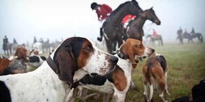 2014-10-11_opt Bildnummer: 05281992 Datum: 26.11.2009 Copyright: imago/ZUMA Press Nov 26, 2009 - Southern Pines, North Carolina, USA - The hounds stare out into the fog before heading into it for the Moore County Hounds fox hunt at Hobby Field in Southern Pines, North Carolina.- PUBLICATIONxINxGERxSUIxAUTxONLY - ZUMAcf4; Reportage Jagd Fuchsjagd Jäger jagen Pferde Reiten Reitsport Hund Jagdhund vdig xmk 2009 quer o0 Tiere o0 Hubertus Hubertusjagd o00 Jagdsport Image number 05281992 date 26 11 2009 Copyright imago Zuma Press Nov 26 2009 Southern Pines North Carolina USA The Hounds Stare out Into The Fog Before heading Into It for The Moore County Hounds Fox Hunt AT Hobby Field in Southern Pines North Carolina PUBLICATIONxINxGERxSUIxAUTxONLY ZUMAcf4 Reportage Hunting Fox hunting Hunters Hunting Horses riding Horse riding Dog Hunting dog Vdig xmk 2009 horizontal o0 Animals o0 Hubertus Hubertus hunting o00 Hunting