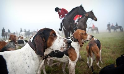 2014-10-11_opt Bildnummer: 05281992 Datum: 26.11.2009 Copyright: imago/ZUMA Press Nov 26, 2009 - Southern Pines, North Carolina, USA - The hounds stare out into the fog before heading into it for the Moore County Hounds fox hunt at Hobby Field in Southern Pines, North Carolina.- PUBLICATIONxINxGERxSUIxAUTxONLY - ZUMAcf4; Reportage Jagd Fuchsjagd Jäger jagen Pferde Reiten Reitsport Hund Jagdhund vdig xmk 2009 quer o0 Tiere o0 Hubertus Hubertusjagd o00 Jagdsport Image number 05281992 date 26 11 2009 Copyright imago Zuma Press Nov 26 2009 Southern Pines North Carolina USA The Hounds Stare out Into The Fog Before heading Into It for The Moore County Hounds Fox Hunt AT Hobby Field in Southern Pines North Carolina PUBLICATIONxINxGERxSUIxAUTxONLY ZUMAcf4 Reportage Hunting Fox hunting Hunters Hunting Horses riding Horse riding Dog Hunting dog Vdig xmk 2009 horizontal o0 Animals o0 Hubertus Hubertus hunting o00 Hunting