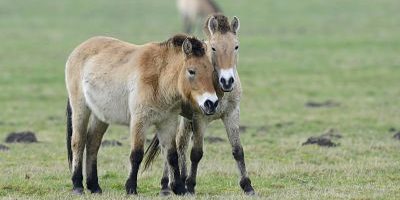 Przewalski Pferde Equus ferus przewalskii Emsland Niedersachsen Deutschland Europa iblenh03856 Przewalski-Pferde (Equus ferus przewalskii), Emsland, Niedersachsen, Deutschland, Europa iblenh03856460.jpg Przewalski Horses Equus ferus przewalskii Emsland Lower Saxony Germany Europe iblenh03856460 JPG