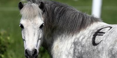 2014-10-28a_opt Bildnummer: 59733576 Datum: 16.05.2013 Copyright: imago/Frank Sorge 16.05.2013, Koenigs Wusterhausen, Brandenburg, GER - Shetlandpony mit Euro-Zeichen auf dem Ruecken. (Pony, Shetlandpony, Haltung, Pferdehaltung, Weide, Koppel, Offenstallhaltung, Steuer, Pferdesteuer, Symbol, Symbolik, symbolisch, Symbolfoto, Freisteller, Aufwandssteuer, Reitabgabe, Zeichen, Euro, Eurozeichen, Euro-Zeichen, Euro-Logo, Euro-Symbol, Finanzierung, Logo, Waehrung, Wirtschaft, teuer, kostspielig, Pferdehaltungskosten, Unterhalt, Unterhaltskosten, Kosten, Anschaffungskosten, Ware, Kauf, Verkauf, Pferdehaftpflichtversicherung, Währung, Königs Wusterhausen) 168D160513PFERDEHOF.JPG Gesellschaft Tiere Galopp Fotostory xas x0x 2013 quer Pony Shetlandpony Haltung Pferdehaltung Weide Koppel Offenstallhaltung Steuer Pferdesteuer Symbol Symbolik symbolisch Symbolfoto Freisteller Aufwandssteuer Reitabgabe Zeichen Euro Eurozeichen Euro-Zeichen Euro-Logo Euro-Symbol Finanzierung Logo Waehrung Wirtschaft teuer kostspielig Pferdehaltungskosten Unterhalt Unterhaltskosten Kosten Anschaffungskosten Ware Kauf Verkauf Pferdehaftpflichtversicherung 59733576 Date 16 05 2013 Copyright Imago Frank Worry 16 05 2013 Koenigs Wusterhausen Brandenburg ger Shetland pony with Euro Sign on the Back Pony Shetland pony Attitude Horse stance Pasture Koppel Tax symbol Symbolism symbolic Symbolic image cut out Sign Euro Euro symbol Euro Sign Euro emblem Euro symbol Financing emblem Currency Economy expensive costly Maintenance Maintenance costs Costs Acquisition costs Goods Purchase Sale Currency King Wusterhausen JPG Society Animals Gallop Photo Story x0x 2013 horizontal Pony Shetland pony Attitude Horse stance Pasture Koppel Tax symbol Symbolism symbolic Symbolic image cut out Sign Euro Euro symbol Euro Sign Euro emblem Euro symbol Financing emblem Currency Economy expensive costly Maintenance Maintenance costs Costs Acquisition costs Goods Purchase Sale