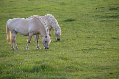 Norwegisches Fjordpferd Norweger Fjordpferd Fjordpony Equus przewalskii f caballus zwei Fjord Norwegisches Fjordpferd, Norweger, Fjordpferd, Fjordpony (Equus przewalskii f. caballus), zwei Fjordpferde auf der Weide, Deutschland, Schleswig-Holstein Fjord horse, Norwegian horse (Equus przewalskii f. caballus), two Fjord horses on pasture, Germany, Schleswig-Holstein BLWS371979 Norwegian Fjord horse Norwegians Fjord horse Fjord pony Equus przewalskii F caballus Two Fjord horses on the Pasture Germany Schleswig Holstein Fjord Horse Norwegian Horse Equus przewalskii F caballus Two Fjord Horses ON Pasture Germany Schleswig Holstein