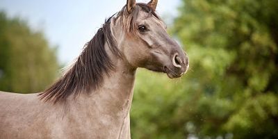 Stute Konik oder polnisches Wildpferd Portrait iblcma03792401 jpg Stute, Konik oder polnisches Wildpferd, Portrait iblcma03792401.jpg Mare Konik Or Polish Wild horse Portrait iblcma03792401 JPG