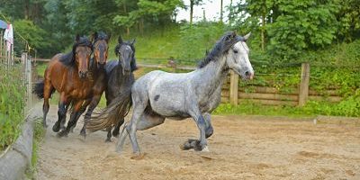 2014-12-01a_opt-2 Bildnummer: 60758504 Datum: 26.11.2013 Copyright: imago/blickwinkel Connemara (Equus przewalskii f. caballus), Connemara galoppieren auf die Weide, Deutschland Connemara pony (Equus przewalskii f. caballus), Connemara horses running on a paddock, Germany BLWS351673 x0x xkg 2013 quer Tier Tiere Saeugetier Saeugetiere Huftier Huftiere Unpaarhufer Pferd Pferde Querformat Europa europaeisch Mitteleuropa mitteleuropaeisch Deutschland deutsch deutsche deutscher deutsches Connemara Connemaras vier 4 Quartett Quartetts zu viert Gruppe Gruppen Ganzkoerperportraet Ganzkoerperportraets Ganzkoerperportrait Ganzkoerperportraits Ganzkoerperansicht Ganzkoerperansichten Frontalansicht Vorderansicht von vorne frontal Koppel Koppeln Pferdekoppel Pferdekoppeln aussen draussen Aussenaufnahme Aussenaufnahmen Holzzaun Holzzaeune Zaun Zaeune Gangart Gangarten laufen laufend laufende laufender laufendes im Lauf galoppieren galoppierend galoppierende galoppierender galoppierendes Galopp braun braune braunes brauner grau graue graues grauer Pferderasse Pferderassen Rasse Rassen Rassepferd Rassepferde animal animals mammal mammals odd-toed ungulates perissodactyls domestic horse domestic horses horse horses horizontal format Europe European Central Europe Central European Germany German Connemara pony Connemara ponies four quartet quartets group groups undefined full-length portrait full-length portraits full length front view from the front paddock paddocks outdoor photography outdoors outside wooden fence wooden fences fence fences pace paces gait gaits galloping running gallop brown grey gray breed of horse horse breed breed breeds