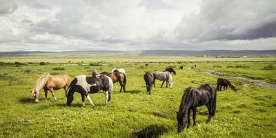 Iceland Icelandic horses on grassland PUBLICATIONxINxGERxSUIxAUTxHUNxONLY MBEF000737 Iceland, Icelandic horses on grassland PUBLICATIONxINxGERxSUIxAUTxHUNxONLY MBEF000737 Iceland Icelandic Horses ON Grassland PUBLICATIONxINxGERxSUIxAUTxHUNxONLY MBEF000737