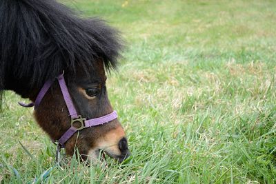 Pony frisst in der Wiese PUBLICATIONxINxGERxSUIxONLY 1077401696 Pony frisst in der Wiese PUBLICATIONxINxGERxSUIxONLY 1077401696 Pony eats in the Meadow 1077401696