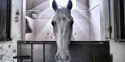 HORSE PORTRAIT and OVERALL - winning photo_opt 