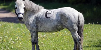 IMAGO-Frank Sorge_Pferdesteuer_opt Bildnummer: 59733565 Datum: 16.05.2013 Copyright: imago/Frank Sorge 16.05.2013, Koenigs Wusterhausen, Brandenburg, GER - Shetlandpony mit Euro-Zeichen auf dem Ruecken. (Pony, Shetlandpony, Haltung, Pferdehaltung, Weide, Koppel, Offenstallhaltung, Steuer, Pferdesteuer, Symbol, Symbolik, symbolisch, Symbolfoto, Freisteller, Aufwandssteuer, Reitabgabe, Zeichen, Euro, Eurozeichen, Euro-Zeichen, Euro-Logo, Euro-Symbol, Finanzierung, Logo, Waehrung, Wirtschaft, teuer, kostspielig, Pferdehaltungskosten, Unterhalt, Unterhaltskosten, Kosten, Anschaffungskosten, Ware, Kauf, Verkauf, Pferdehaftpflichtversicherung, Währung, Königs Wusterhausen) 157D160513PFERDEHOF.JPG Gesellschaft Tiere Galopp Fotostory xas x0x 2013 quer Pony Shetlandpony Haltung Pferdehaltung Weide Koppel Offenstallhaltung Steuer Pferdesteuer Symbol Symbolik symbolisch Symbolfoto Freisteller Aufwandssteuer Reitabgabe Zeichen Euro Eurozeichen Euro-Zeichen Euro-Logo Euro-Symbol Finanzierung Logo Waehrung Wirtschaft teuer kostspielig Pferdehaltungskosten Unterhalt Unterhaltskosten Kosten Anschaffungskosten Ware Kauf Verkauf Pferdehaftpflichtversicherung 59733565 Date 16 05 2013 Copyright Imago Frank Worry 16 05 2013 Koenigs Wusterhausen Brandenburg ger Shetland pony with Euro Sign on the Back Pony Shetland pony Attitude Horse stance Pasture Koppel Tax symbol Symbolism symbolic Symbolic image cut out Sign Euro Euro symbol Euro Sign Euro emblem Euro symbol Financing emblem Currency Economy expensive costly Maintenance Maintenance costs Costs Acquisition costs Goods Purchase Sale Currency King Wusterhausen JPG Society Animals Gallop Photo Story x0x 2013 horizontal Pony Shetland pony Attitude Horse stance Pasture Koppel Tax symbol Symbolism symbolic Symbolic image cut out Sign Euro Euro symbol Euro Sign Euro emblem Euro symbol Financing emblem Currency Economy expensive costly Maintenance Maintenance costs Costs Acquisition costs Goods Purchase Sale