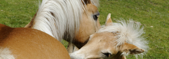 IMAGO_Haflinger 