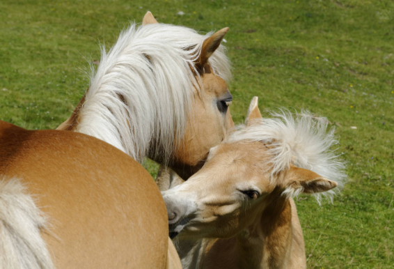 IMAGO_Haflinger 