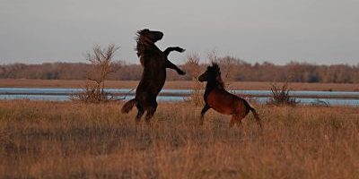 Wildpferde im Donaudelta © FOUR PAWS_opt 