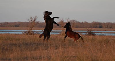 Wildpferde im Donaudelta © FOUR PAWS_opt 