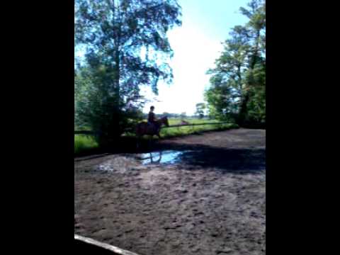 Das beste reiten mit tasko !!! - YouTube thumbnail 