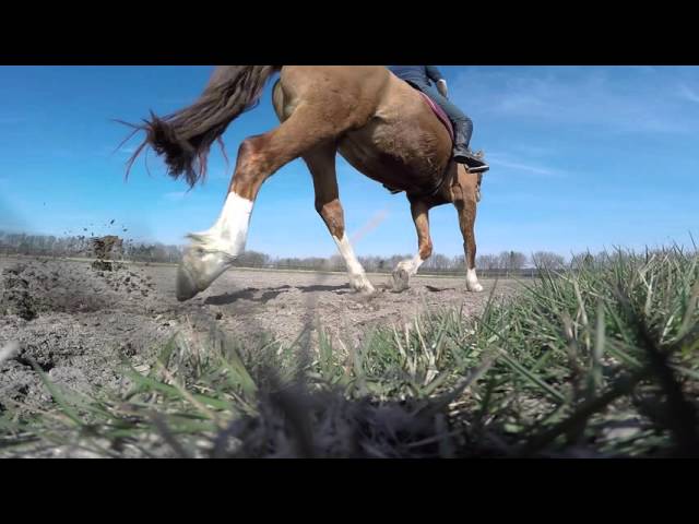 Ganzheitlich mobile Reitschule – Drohnen Versuch mit Pferd 2016 