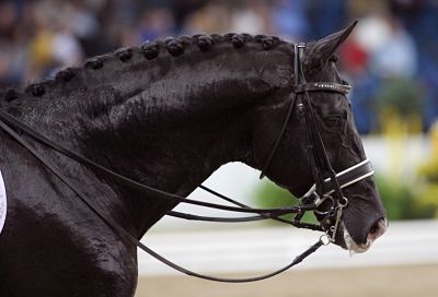 imago01834772h_opt Kopie Bildnummer: 01834772 Datum: 18.11.2005 Copyright: imago/Rau Gribaldi, der Trakehner Hengst von Edward Gal (Niederlande); Hallenreitturnier, Indoor, Halle, Holland, Vdig, quer, Profil German Masters 2005, Reiten, Reitsport, Dressur, Dressurreiten Stuttgart Pferdesport Grand Prix Herren Einzel Porträt Aktion Tiere