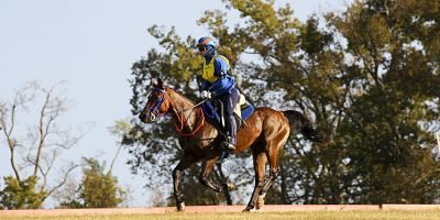 imago06584061h_opt Bildnummer: 06584061 Datum: 26.09.2010 Copyright: imago/Rau Lexington, Kentucky Horse Park 26.09.2010 Weltreiterspiele / WM / World Equestrian Games Distanzreiten (Endurance): Maria Mercedes Alvarez Ponton (ESP) und Nobby; Pferdesport Reiten Weltreiterspiele WM World Equestrian Games Distanzreiten Aktion vdig xsk 2010 quer premiumd xint Image number 06584061 date 26 09 2010 Copyright imago Tough Lexington Kentucky Horse Park 26 09 2010 World Equestrian Games World Cup World Equestrian Games Distance riding Endurance Mary Mercedes Alvarez Ponton ESP and Nobby Equestrian sports riding World Equestrian Games World Cup World Equestrian Games Distance riding Action shot Vdig xsk 2010 horizontal premiumd