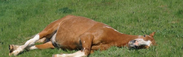 imago56033445h Bildnummer: 56033445 Datum: 18.09.2004 Copyright: imago/blickwinkel pinto schecke (equus przewalskii f. caballus), schläft auf wiese pinto schecke (equus przewalskii f. caballus), sleeping on meadow blws008984 kbdig 2004 quer tier tiere säugetier säugetiere huftier huftiere unpaarhufer pferd pferde nutztier nutztiere reittier reittiere pferderasse pferderassen einzeltier einzelnes tier einzelne tiere ein tier 1 tier ganzkörperportrait ganzkörperportraits ganzkörperansicht ganzkörperansichten seitenansicht von der seite liegen liegend tägliches leben alltag schlafen schlafend ausruhen ausruhend ruhen ruhend weide weiden viehweide viehweiden ungewohnt ungewöhnlich tierhaltung freilandhaltung animal animals mammal mammals odd-töd ungulates perissodactyls domestic horse domestic horses useful animal useful animals mount mounts breed of horse horse breed one animal singel animal single animals full-length portrait full-length portraits full length side view lateral lying daily life everyday life sleeping sleep resting pasture pastures meadow meadows feedlot feedlots uncommon free range 56033445 Date 18 09 2004 Copyright Imago Angle Pinto Schecke Equus przewalskii F caballus sleeps on Meadow Pinto Schecke Equus przewalskii F caballus Sleeping ON Meadow Kbdig 2004 horizontal Animal Animals Mammal Mammals Huftier Hoofed animals Unpaarhufer Horse Horses Animal Animals Mount Mounts Horse race Horse races Individual animal single Animal Individuals Animals a Animal 1 Animal Full body portrait Full view Side view from the Side lie lying daily Life Everyday life sleep sleeping rest ausruhend rest dormant Pasture Pastures Livestock grazing Cattle pastures unusual unusual Animal husbandry Free range Animal Animals Mammal mammals Odd fatal ungulates Perissodactyls Domestic Horse Domestic Horses useful Animal useful Animals Mount Mounts Breed of Horse Horse Breed One Animal Singel Animal Single Animals Full length Portrait Full length Portraits Full length Side View Lateral Lying Daily Life everyday Life Sleeping Sleep RESTING Pasture pastures Meadow Meadows feedlot feedlots uncommon Free Range