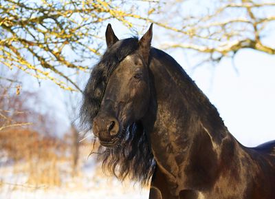 imago59147856h_opt Bildnummer: 59147856 Datum: 29.01.2013 Copyright: imago/blickwinkel Friese (Equus przewalskii f. caballus), Friesenhengst im Schnee auf der Koppel, Deutschland Friesian horse (Equus przewalskii f. caballus), stallion in winter on a paddock, Germany BLWS325206 x0x xkg 2013 quer Friese Friesen Querformat Europa europaeisch Mitteleuropa mitteleuropaeisch Deutschland deutsch deutsche deutscher deutsches Tier Tiere Saeugetier Saeugetiere Huftier Huftiere Unpaarhufer Pferd Pferde Pferderasse Pferderassen Rasse Rassen Rassepferd Rassepferde Portraet Portrait Portraets Portraits Kopf Koepfe braun braune braunes brauner Seitenansicht von der Seite seitlich Jahreszeit Jahreszeiten Winter winterlich winterliche winterliches winterlicher im Winter Schnee lockig lockiges Haar Locke Locken mit lockigen Haaren mit lockigem Haar Frisur Frisuren Lockenfrisur Lockenfrisuren im Schnee Weide Weiden Viehweide Viehweiden auf der Weide aussen draussen Aussenaufnahme Aussenaufnahmen im Freien horizontal format Europe European Central Europe Central European Germany German animal animals mammal mammals odd-toed ungulates perissodactyls domestic horse domestic horses horse horses breed of horse horse breed breed breeds closeup close up head shot head shots brown side view lateral season seasons wintertime wintry in winter snow curly hair curled curl curls with curled hair hairstyle hair style headdress in snow pasture pastures meadow meadows feedlot feedlots on a pasture outdoor outdoors outside 59147856 Date 29 01 2013 Copyright Imago Angle Friese Equus przewalskii F caballus Friesian stallion in Snow on the Koppel Germany Horse Equus przewalskii F caballus Stallion in Winter ON a Paddock Germany x0x xkg 2013 horizontal Friese Friezes Landscape Europe Eisch Europe Central Europe Central European Germany German German German German Animal Animals Mammal Mammals Huftier Hoofed animals Unpaarhufer Horse Horses Horse race Horse races Race Breeds Race horse Race horses Portrait Portrait Portraits Portraits Head Heads Brown brown brown Brauner Side view from the Side the side Season Seasons Winter wintry Winter Winter Winterlicher in Winter Snow lockig lockiges Hair Locke lure with curly Hair with lockigem Hair Hairdo Hairstyles Curly hairdo Curly hairstyles in Snow Pasture Pastures Livestock grazing Cattle pastures on the Pasture exterior outside Outside view Outside in Free horizontally Format Europe European Central Europe Central European Germany German Animal Animals Mammal mammals Odd toed ungulates Perissodactyls Domestic Horse Domestic Horses Horse Horses Breed of Horse Horse Breed Breed breeds closeup Close up Head Shot Head Shots Brown Side View Lateral Season Seasons winter time wintry in Winter Snow Curly Hair curled Curl curls With curled Hair Hairstyle Hair Style head dress in Snow Pasture pastures Meadow Meadows feedlot feedlots ON a Pasture Outdoor outdoors outside