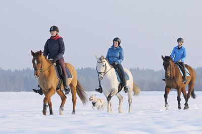 imago59809357h_opt Bildnummer: 59809357 Datum: 25.02.2013 Copyright: imago/Manfred Grebler Drei Reiterinnen bei einem Winterausritt im Trab zusammen mit einem Hund Ausritt im Schnee Symbolfoto Model released Reiten xdp x0x 2013 quer model released Symbolfoto ausreiten Ausritt drei Gelände geschoren Gruppe Gruppenausritt Helm hintereinander Hund Kappe mehrere Pferd Pferde Reiten Reiter Reiterin Reiterinnen Reithelm Reitkappe Schnee Tier Tiere Trab traben trabende trabendes Trio Warmblut Winter 59809357 Date 25 02 2013 Copyright Imago Manfred Grebler Three Riders at a Winter ride in Trotting together with a Dog Horseback in Snow Symbolic image Model released riding XDP x0x 2013 horizontal Model released Symbolic image ausreiten Horseback Three Centre geschoren Group Group ride Helmet row Dog Cap several Horse Horses riding Reiter Horsewoman Riders Reithelm Reitkappe Snow Animal Animals Trotting Traben trabende Trotting end Trio Warm blood Winter