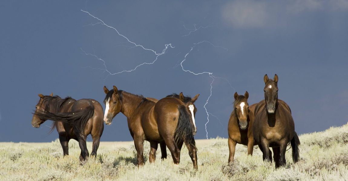 imago60399622h Bildnummer: 60399622 Datum: 20.08.2007 Copyright: imago/imagebroker Mustang-Herde, Hengste, vor Gewitterhimmel mit Blitz, Wyoming, USA, Nordamerika xas x0x 2007 quer Aufmacher 5 Tiere Außenaufnahme Blitze Blitz brauner braune braunes braun draußen Equidae Equus ferus Fauna fünf ganzer Körper Ganzkörperansichten Ganzkörperansicht Ganzkörperaufnahme Ganzkörper Gewitterstimmungen Gewitterstimmung Gewitter Hengste Hengst keine Personen Mammalia menschenleer Mustangs Mustang Männchen männliches männliche Tier männlich Natur niemand Nordamerika Pferderassen Pferderasse Pferde Pferd reinrassiger reinrassige reinrassiges reinrassig stehend stehen steht stehender stehende stehendes Säugetiere Säugetier tagsüber Tag Tierreich Unwetter USA wild lebendes Wildlife Wildpferde Wildpferd Wildtiere Wildtier Wyoming 60399622 Date 20 08 2007 Copyright Imago image broker Mustang Stoves Stallions before Thunderstorms sky with Flash Wyoming USA North America x0x 2007 horizontal Highlight 5 Animals Outside view Flashes Flash Brauner brown brown Brown outside Equidae Equus ferus Fauna five A whole Body Full view Whole recording Whole body Thunderstorms moods Thunderstorms mood Thunderstorm Stallions Stallion none People Mammalia deserted Mustangs Mustang Males Male male Animal male Nature Nobody North America Horse races Horse race Horses Horse pure Pure Reinrassiges purebred standing Stand is standing Persons standing Mammals Mammal during the day Day Animal kingdom Storm USA Wild live Wildlife Wild horses Wild horse Wild animals Wild animal Wyoming