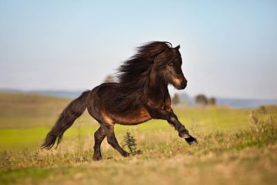 imago60819869h_opt Bildnummer: 60819869 Datum: 01.10.2013 Copyright: imago/imagebroker Mini Shetland Pony, Hengst, schwarzbraun, galoppiert über Wiese xas x0x 2013 quer 1 Tier Außenaufnahme domestiziertes draußen ein einzelnes Equidae galoppierend galoppieren galoppiert galoppierender galoppierende galoppierendes Galopp ganzer Körper Ganzkörperansichten Ganzkörperansicht Ganzkörperaufnahme Ganzkörper Haustiere Haustier Hengste Hengst keine Personen laufend laufen läuft laufender laufende laufendes Mammalia menschenleer Minishetlandponys Minishetlandpony Männchen männliches männliche Tiere männlich Natur niemand Nutztiere Nutztier Perissodactyla Pferde Pferd Ponys Pony Rassepferde Rassepferd reinrassiger reinrassige reinrassiges reinrassig Säugetiere Säugetier tagsüber Tag Unpaarhufer Unpaarzeher Wiesen Wiese