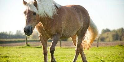 Haflinger Stute auf der Wiese iblcma03792828 jpg Haflinger, Stute auf der Wiese iblcma03792828.jpg Haflinger Mare on the Meadow iblcma03792828 JPG