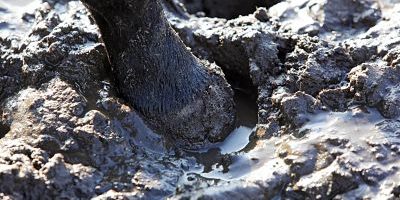 05 01 2014 Schoeneiche Brandenburg GER Detailaufnahme Pferdehuf steht im Schlamm Pferd Pfer 05.01.2014, Schoeneiche, Brandenburg, GER - Detailaufnahme, Pferdehuf steht im Schlamm. (Pferd, Pferdehaltung, Koppel, Jahreszeit, Winter, Haltung, Paddock, Auslauf, Detail, Detailaufnahme, Bein, Pferdebein, Huf, Matsch, Schlamm, matschig, schlammig, nass, Nässe, Pfützen, steht, stehen, Boden, Sandboden, Nässe, Pfützen) 516D050114SCHOENEICHE.JPG GALOPP 05 01 2014 Brandenburg ger Details Pferdehuf is in Mud Horse Horse stance Koppel Season Winter Attitude Paddock Discontinued Detail Details Leg Horse leg Hoof Matsch Mud muddy muddy wet Wetness Puddles is Stand Bottom Sandy soil Wetness Puddles JPG Gallop