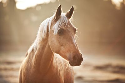 Kleinpferd Stute Palomino Nordrhein Westfalen Deutschland Europa iblcma03838985 jpg Kleinpferd, Stute, Palomino, Nordrhein-Westfalen, Deutschland, Europa iblcma03838985.jpg Small horse Mare Palomino North Rhine Westphalia Germany Europe iblcma03838985 JPG