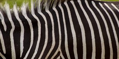 Ein Grevy Zebra Equus grevyi im Gehege im Leipziger Zoo Zoo Leipzig Ein Grevy-Zebra (Equus grevyi) im Gehege im Leipziger Zoo. Zoo Leipzig a Grevy Zebra Equus grevyi in Enclosure in Leipzig Zoo Zoo Leipzig