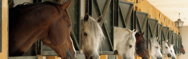 (Foto: IMAGO/Blickwinkel) (Foto: IMAGO/Blickwinkel) Stallanlage in Jerez de la Frontera, Spanien, Andalusien horse stable in Jerez de la Frontera, Spain, Andalusia BLWS164157 Stall plant in Jerez de La Frontera Spain Andalusia Horse stable in Jerez de La Frontera Spain andalusia BLWS164157