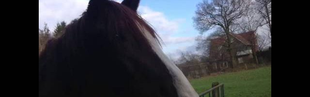 Mein neues Pferd:Lady Lucy - YouTube thumbnail 