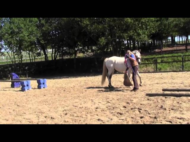 Mein Pferd Oktober 2013: Gelassenheitstraining - YouTube thumbnail 