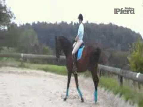 Reiten in der Versammlung - YouTube thumbnail 