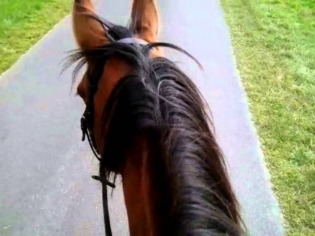 Vlog#3 ♥ Reiten*-* - YouTube thumbnail 