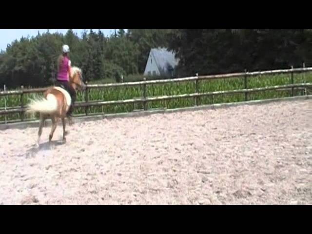 Wunschpferd Haflinger - YouTube thumbnail 