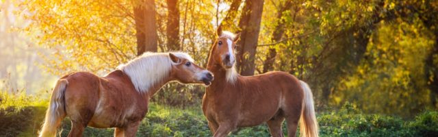 haflinger111450 