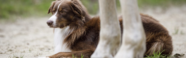 Mein Pferd Magazin - Hund und Pferd Mein Pferd Magazin - Hund und Pferd. Foto: DANIEL ELKE 