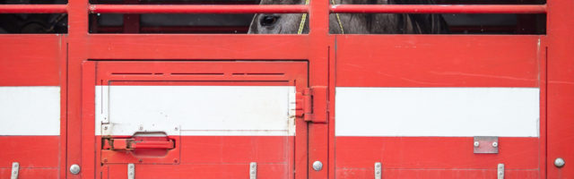 POLAND-MEAT-FOOD-HORSE A horse is seen in a truck at the annual horse market in Skaryszew, on February 18, 2013. The horse market in Skaryszew is the bigest and the oldest one in Poland, it takes place every year continuosly since 1432. Last years it created controvers because of bad animal treatment. The European Union on Friday agreed the immediate launch of tests for horse DNA in meat products as part of a plan to battle food fraud following the horsemeat scandal spreading across Europe. AFP PHOTO WOJTEK RADWANSKI (Photo credit should read WOJTEK RADWANSKI/AFP/Getty Images) 