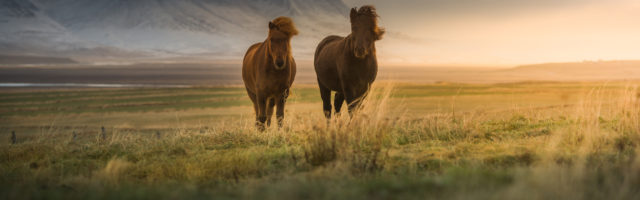 Icelandic horses on the field 