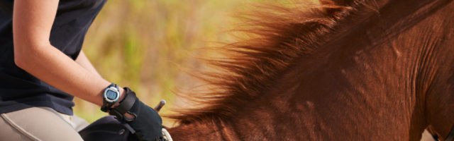 Ride like the wind! A cropped image of a woman rider on a chestnut horse 