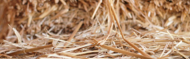 Detail Shot Of Hay 