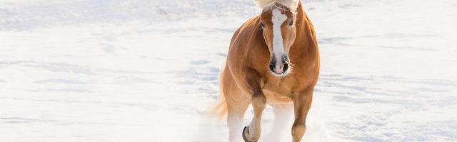 haflinger_amigo116140 