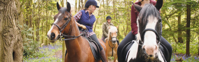 Horseback riders talking in forest Horseback riders talking in forest 