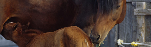 Seward, Alaska. A day-old colt nurses from his mother. 