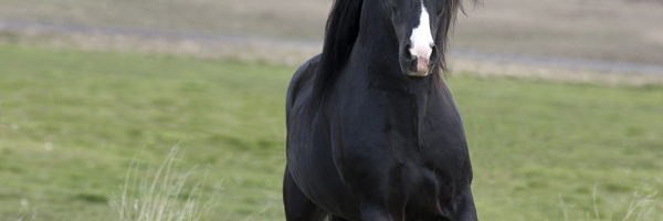 Horse running, Stallion Icelandic Pure Breed, Stallion 