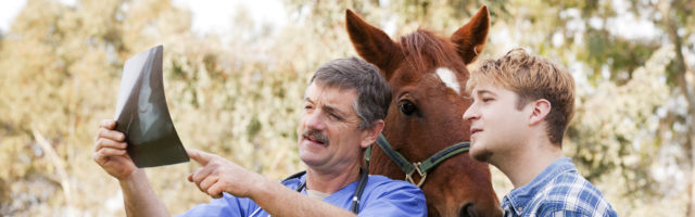 Vet discussing X-ray with horse owner 