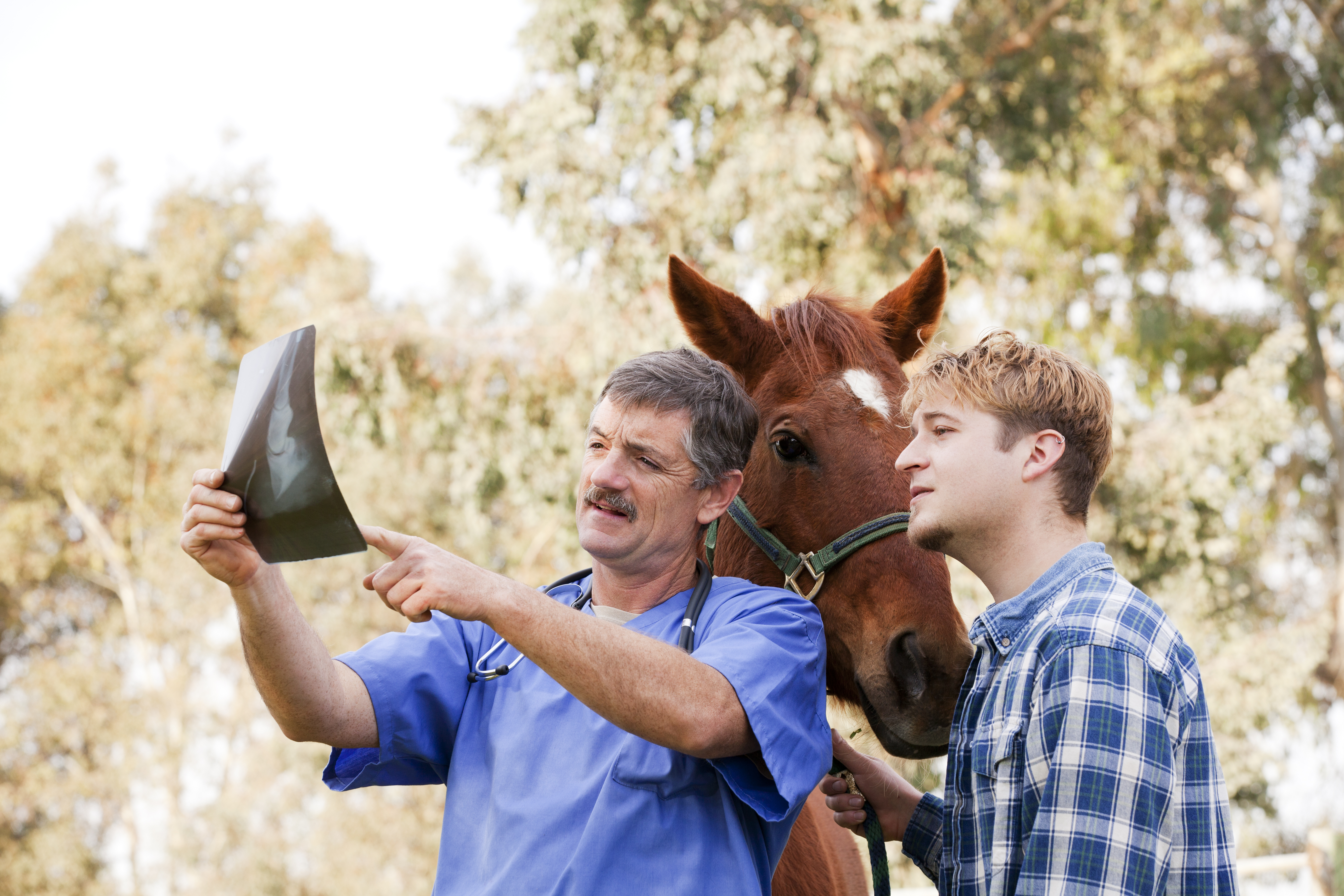 Women Screwing Horses