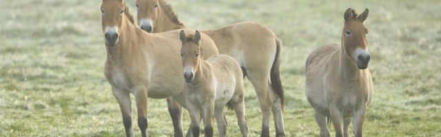 Group of Przewalskis Horses (Equus ferus przewalskii) on Meadow in Autumn, Bavarian Forest National Park, Bavaria, Germany 600-07810458 © David & Micha Sheldon Model Release: No Property Release: No Group of Przewalski's Horses (Equus ferus przewalskii) on Meadow in Autumn, Bavarian Forest National Park, Bavaria, Germany 